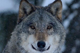 V Národním parku žijí i vlci